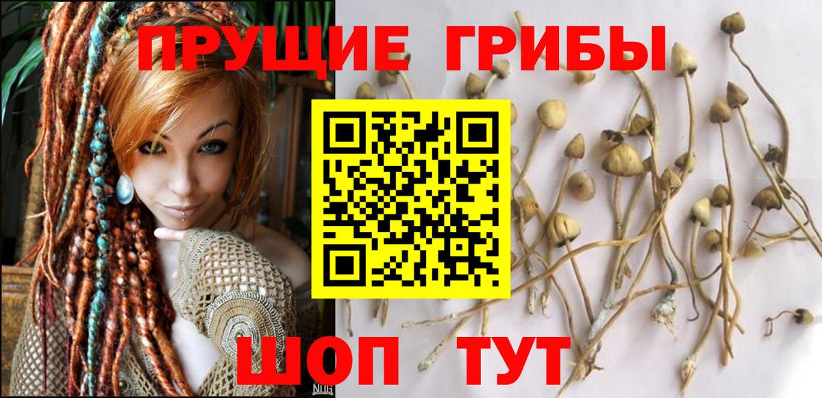 Братск  Псилоцибиновые грибы мицелий  Псилоцибиновые грибы Cubensis  Вход с VPN 